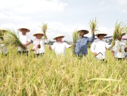 Bupati Sleman Dukung Budidaya Padi Beras Merah di Malangrejo Wedomartani