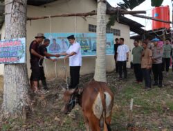 Berbagi Berkah Idul Adha 1445 H, Polres Landak Menyerahkan dan Sembelih Hewan Kurban