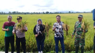 Panen Raya Kelompok Tani Mardi Rahayu Desa Taji, Juwiring