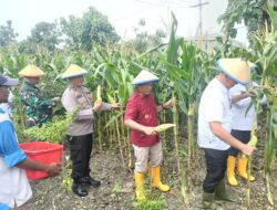 Kapolsek Porong dan Warga Gelar Panen Raya Jagung di Pekarangan Bergizi Lapas Kelas I Surabaya