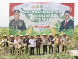 Wujudkan Swasembada Pangan, Polresta Sidoarjo Panen Raya Jagung Tahap I